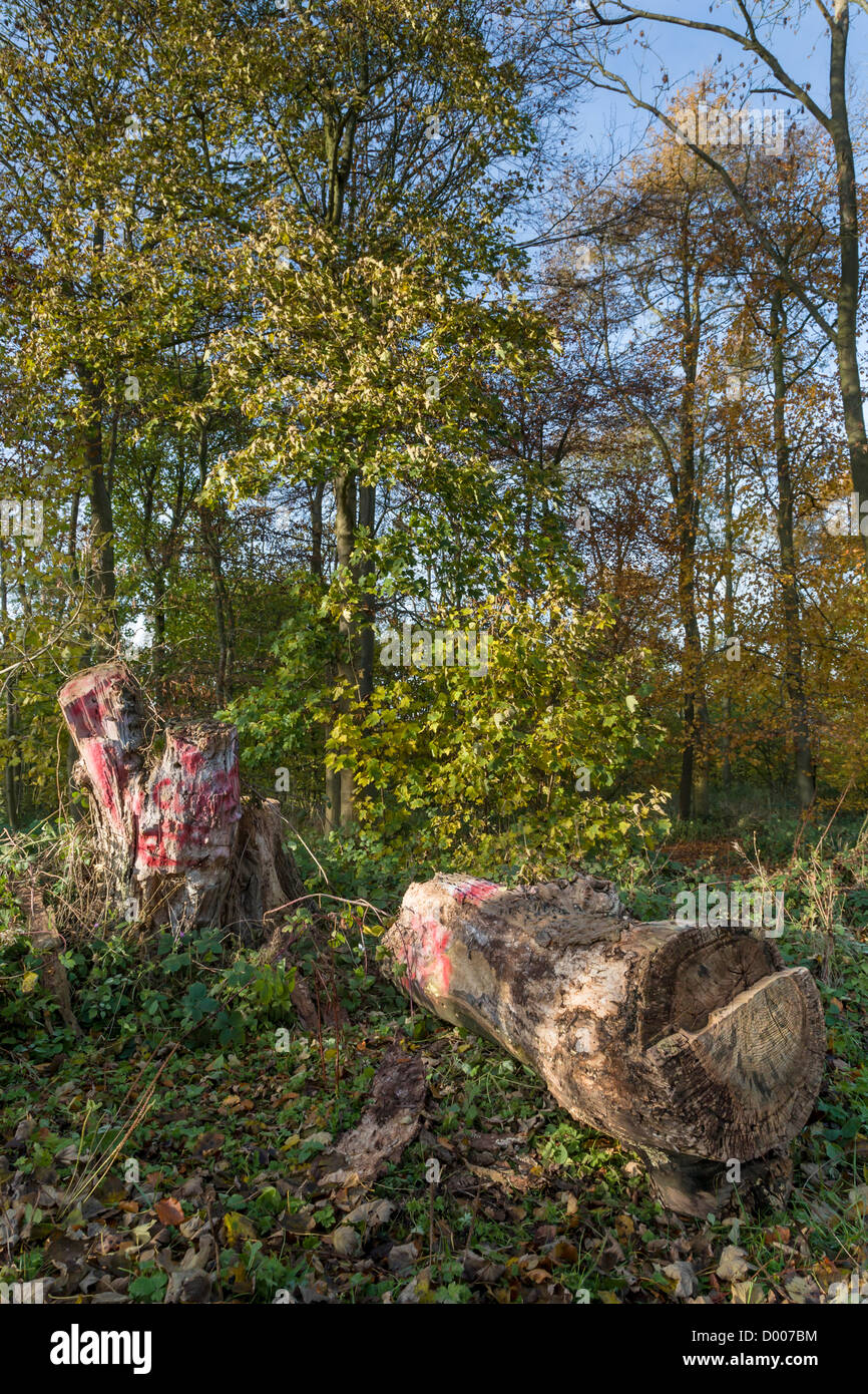 David Hockney’s “totem”, the iconic dead tree that featured in many of