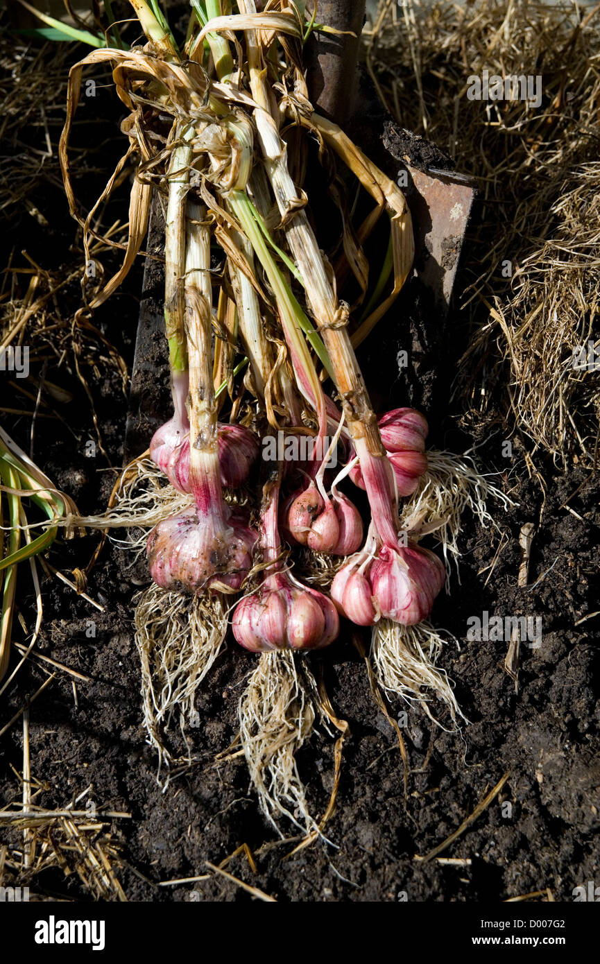 freshly dug garlic bulbs Stock Photo