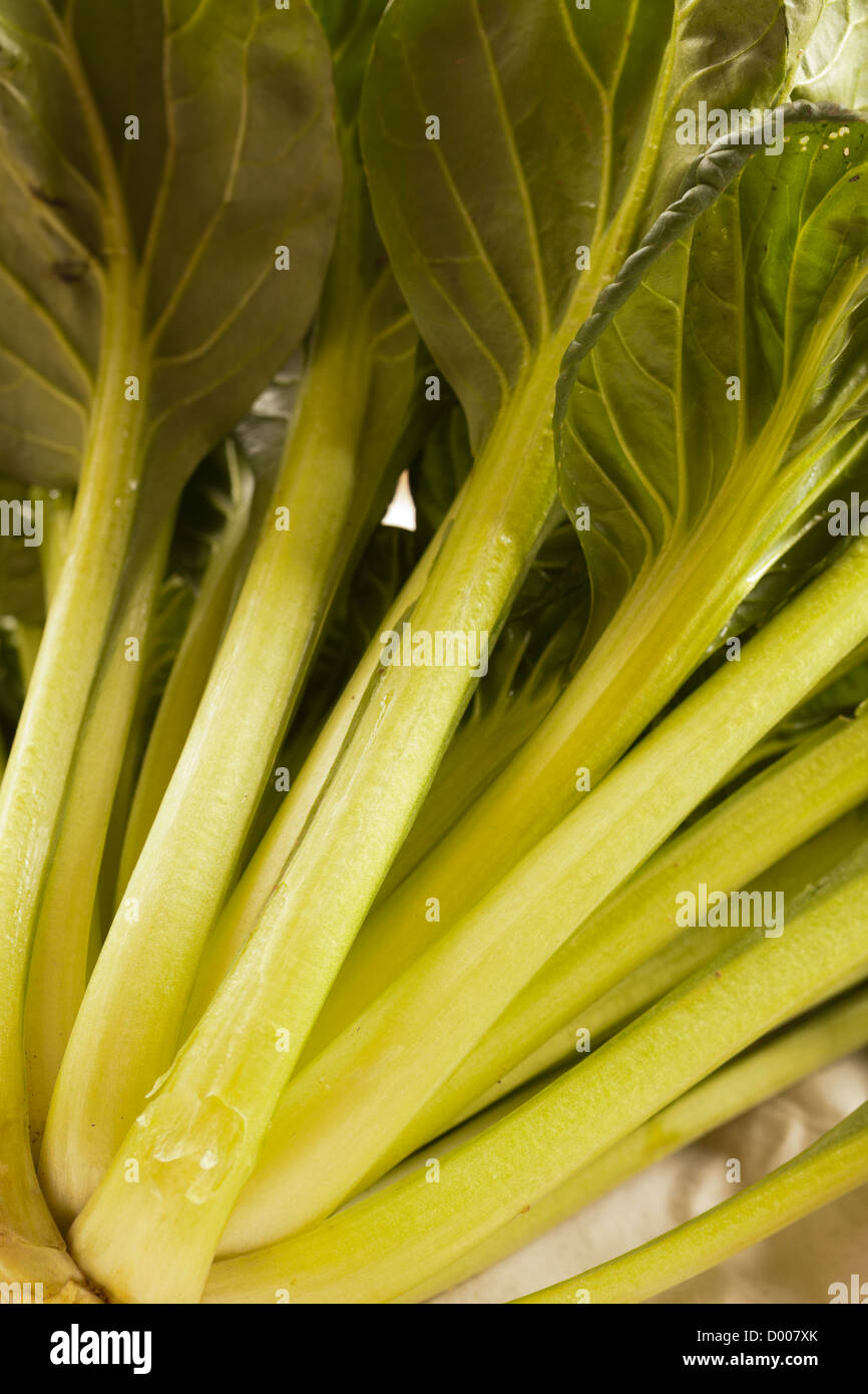 Organic tatsoi, the Chinese vegtable Stock Photo
