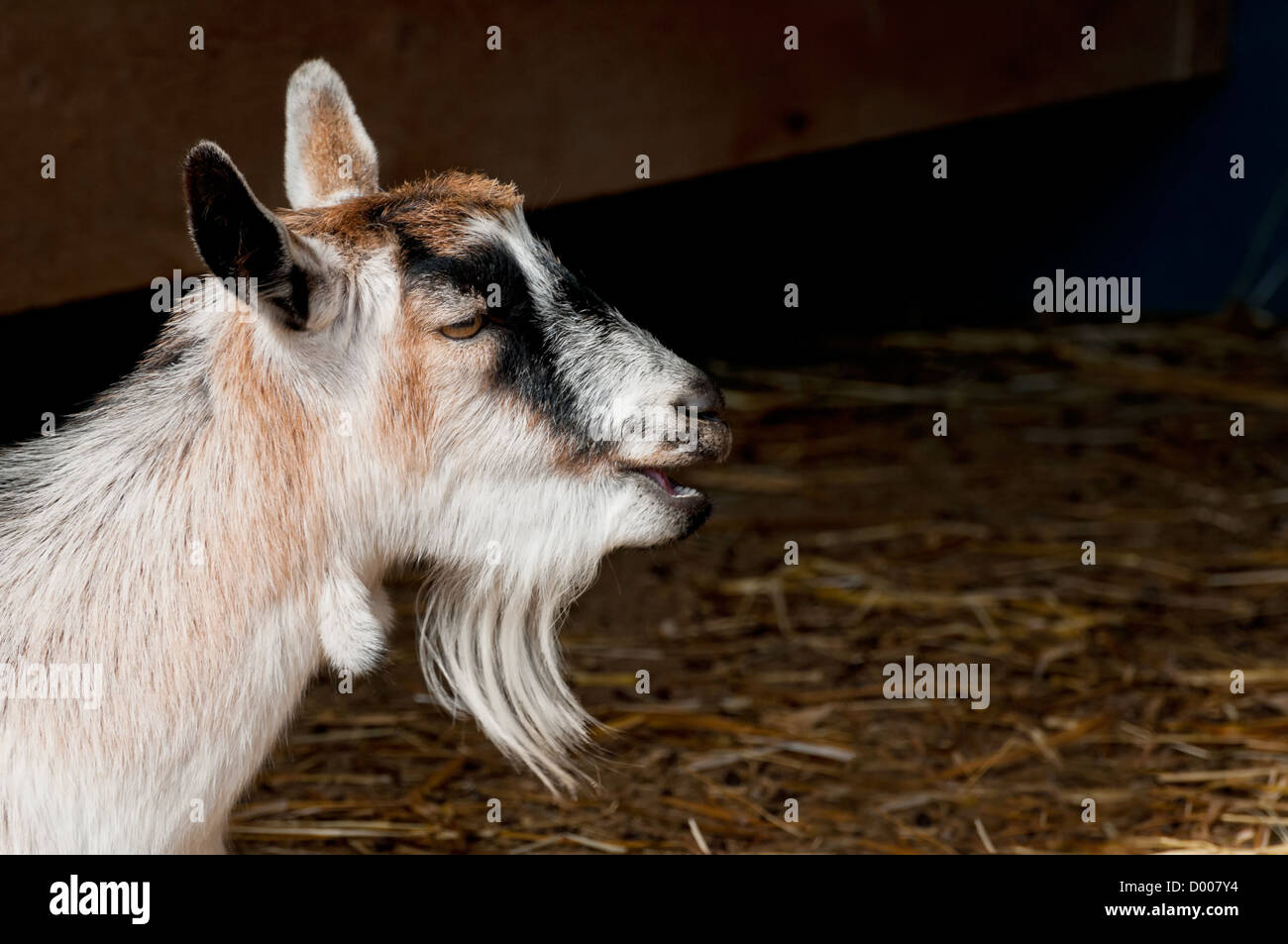Farm goat resting after meal and ruminating Stock Photo Alamy