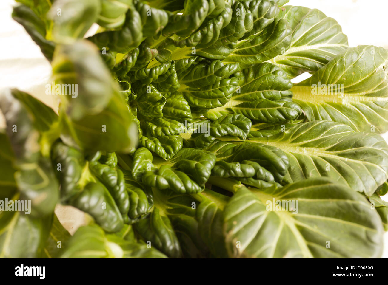 Organic tatsoi, the Chinese vegtable Stock Photo