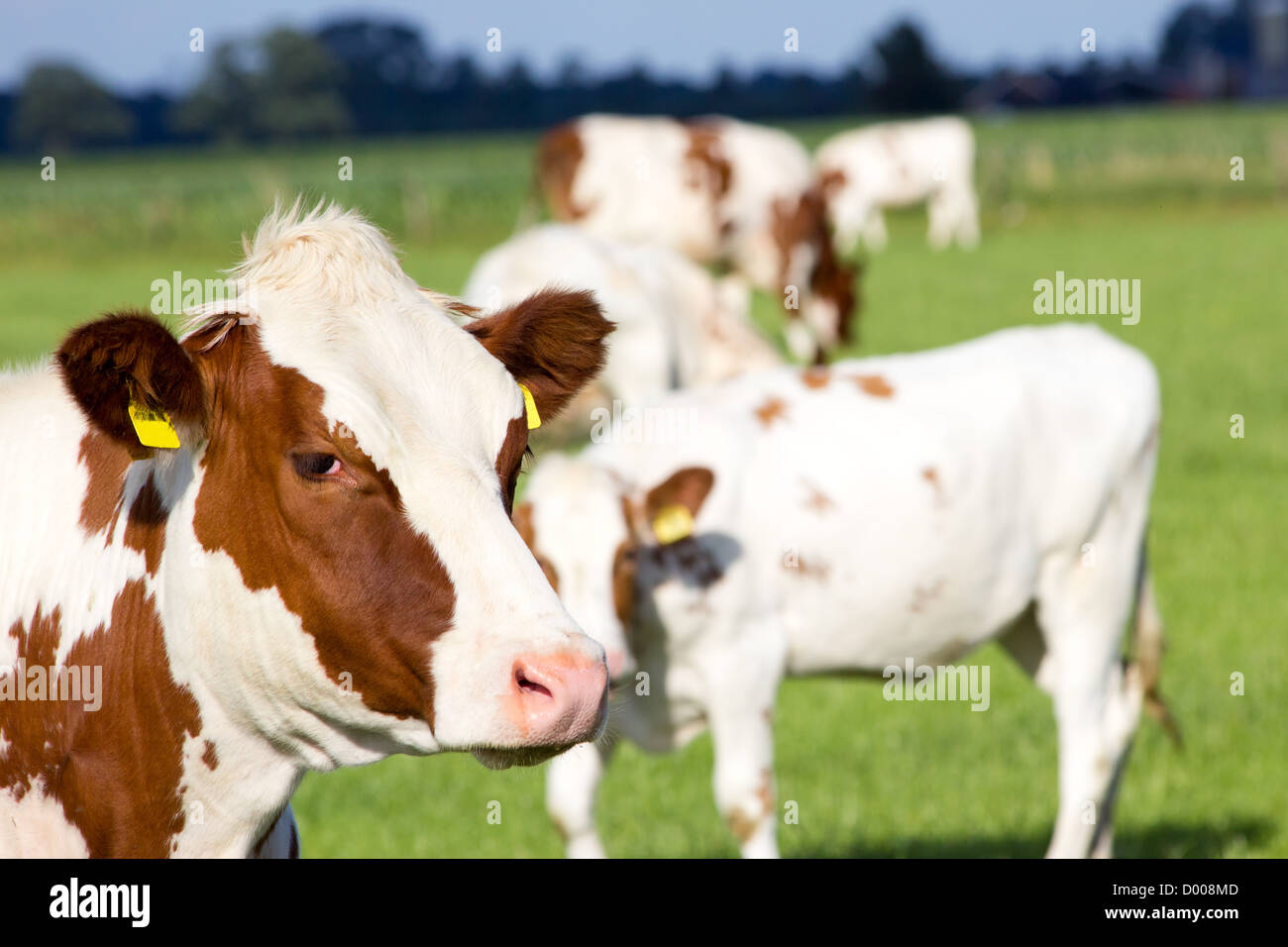 Brown white cows on a farmland Stock Photo