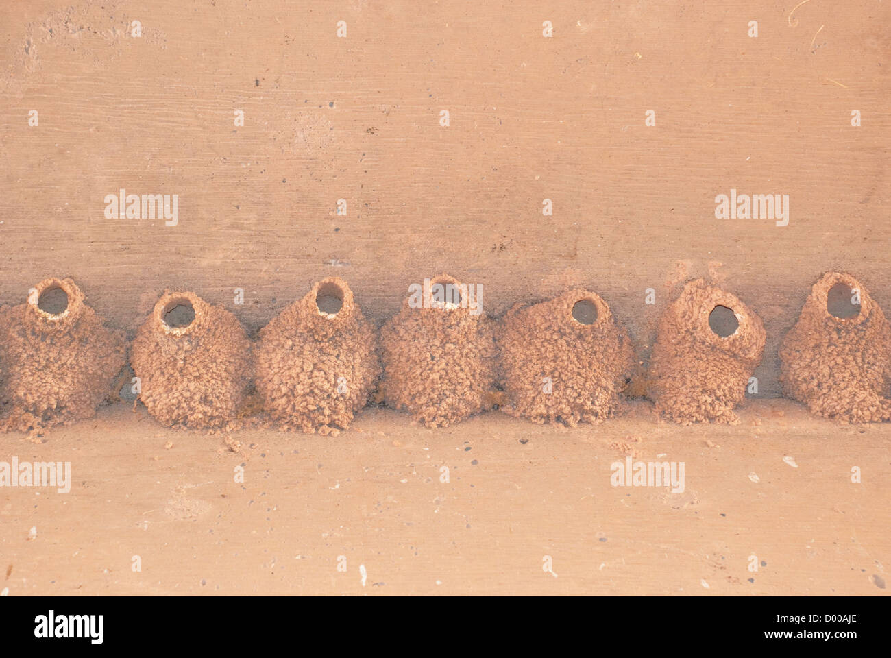 Bird nests made of mud are a common sight under bridges in New Mexico