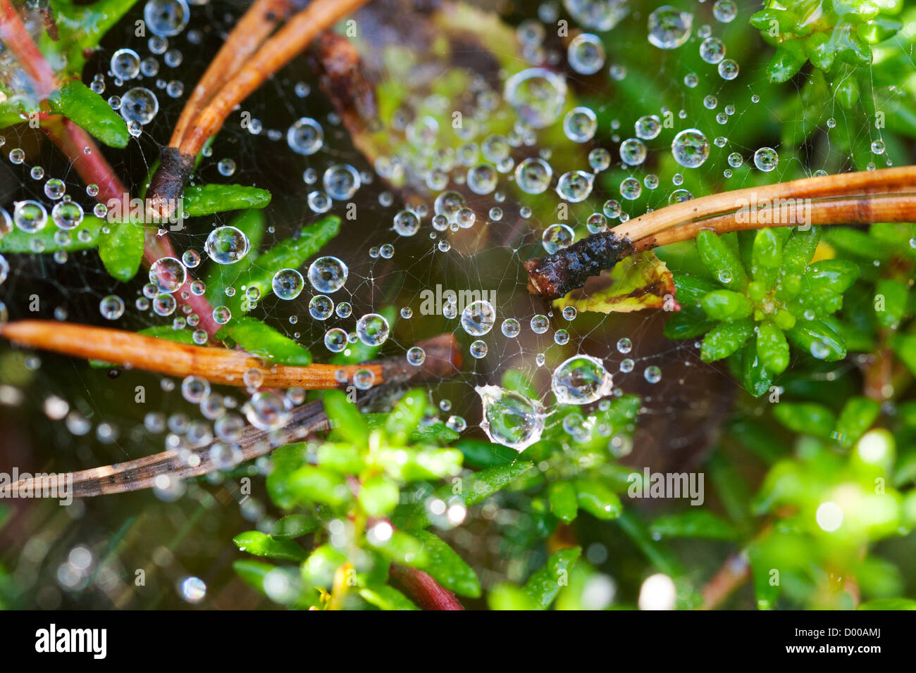 Dew drops on a spider web on a background of green leaves Stock Photo