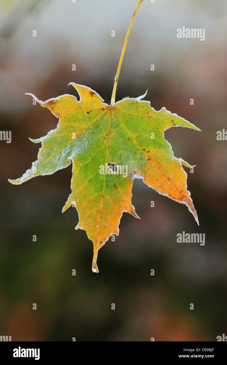 Coloured maple leaf hi-res stock photography and images - Alamy