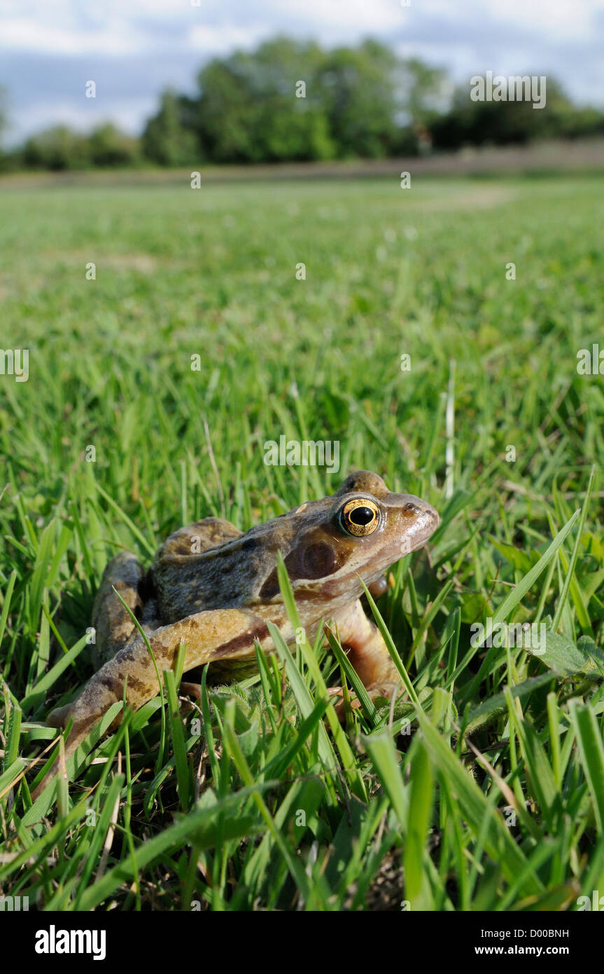 Common frog / Grass frog (Rana temporaria) in damp meadow, Wiltshire, UK, June. Stock Photo