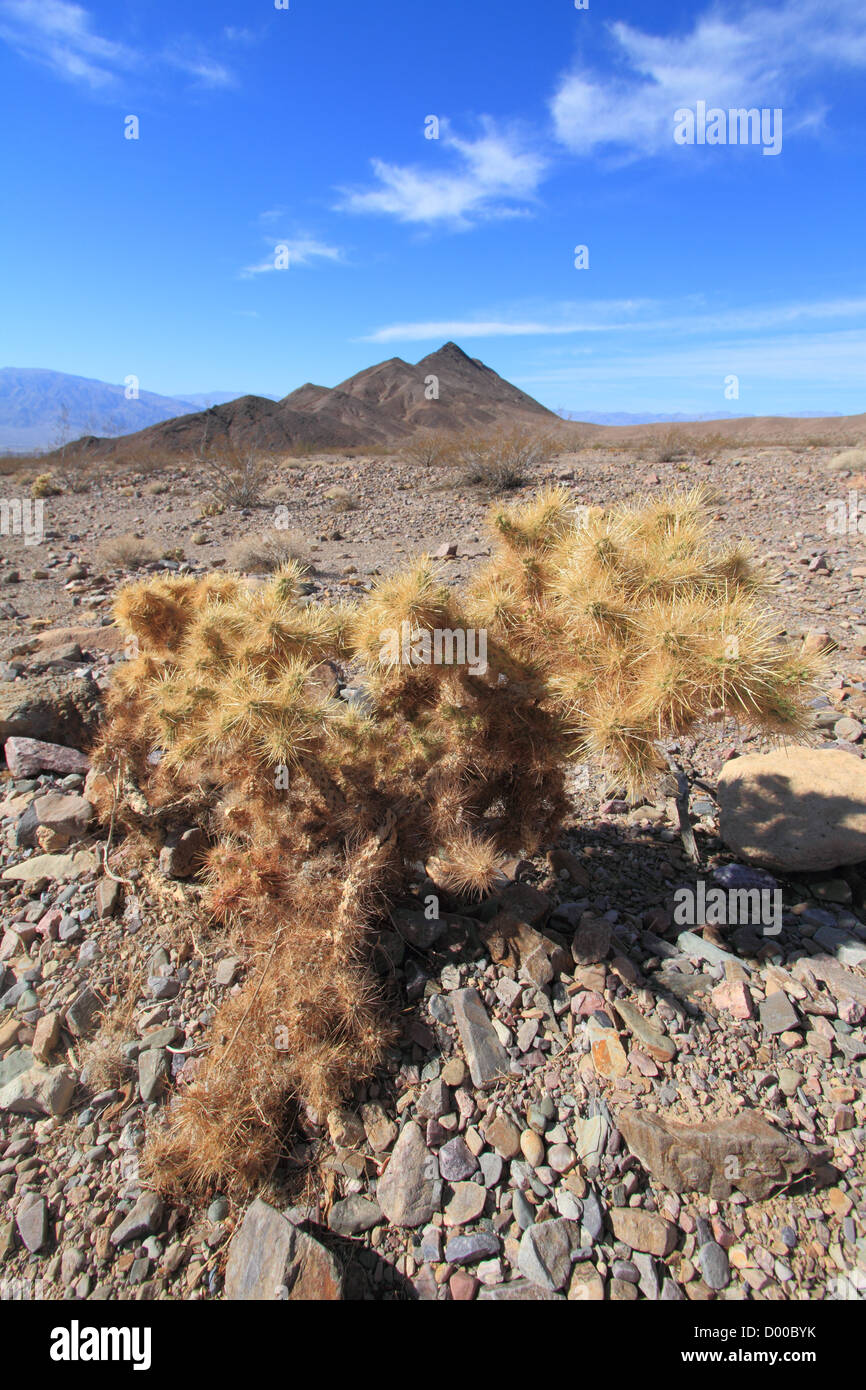 TeddyBear Cholla Cactus (Opuntia bigelovii) also known as Jumping Cholla. Photographed at Hell