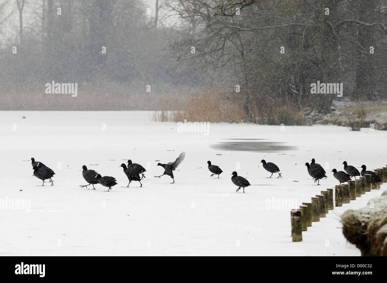 Group of Coots (Fulica atra) walking and running on snow covered lake in blizzard, Wiltshire, UK, February. Stock Photo
