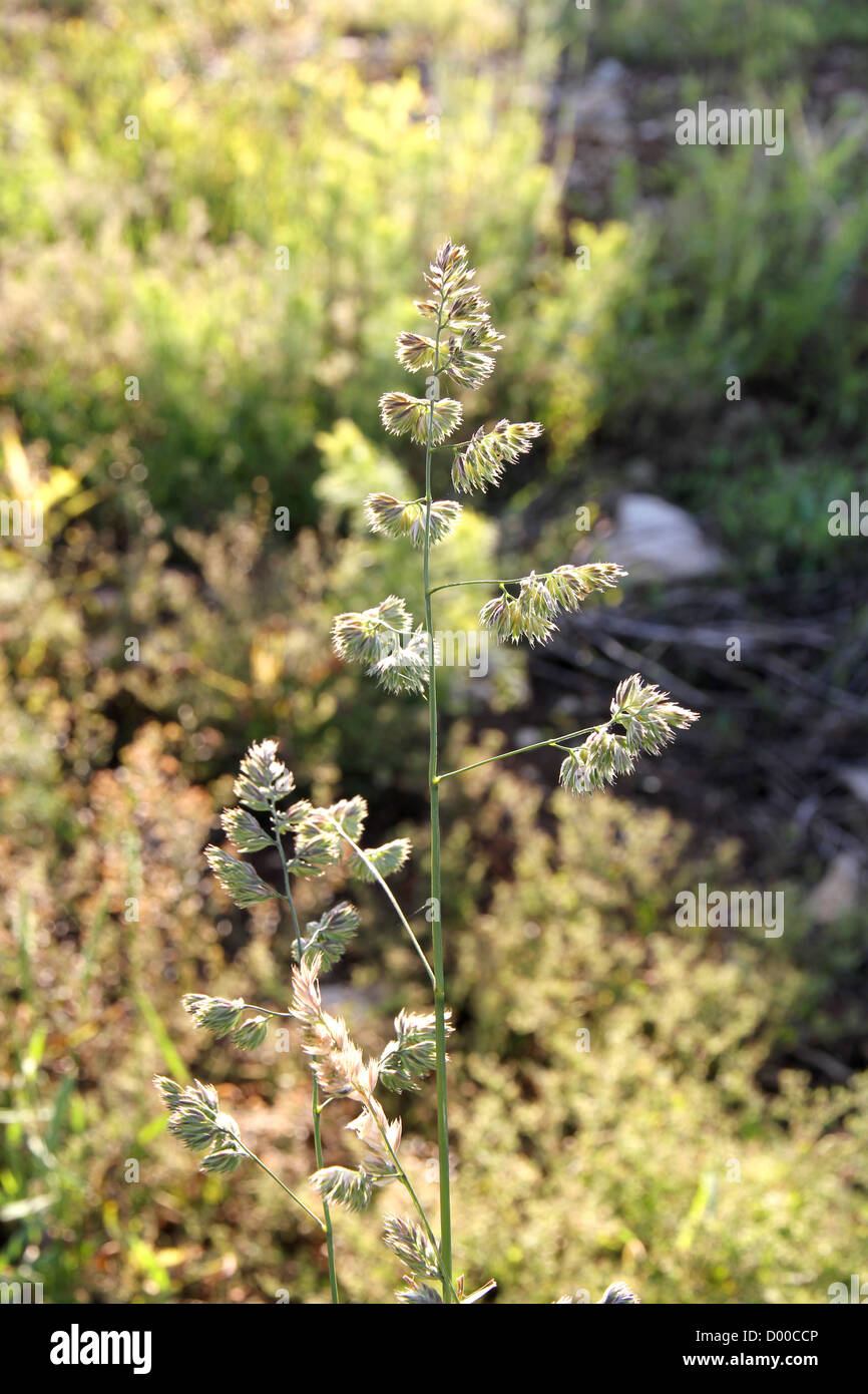 Flowering Phalaris arundinacea plants in the wild. Stock Photo