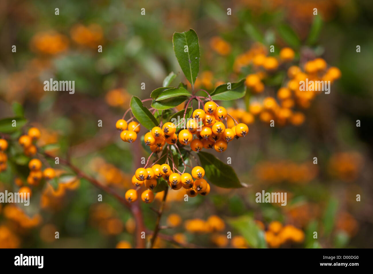 Pyracantha Firelight with orange berries in Autumn Stock Photo