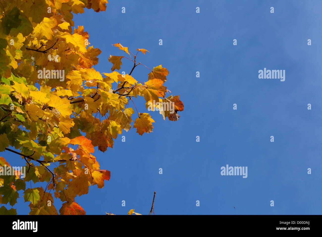 gmlh2010 5557 acer pseudoplatanus golden Sycamore leaves in autumn sunshine Stock Photo