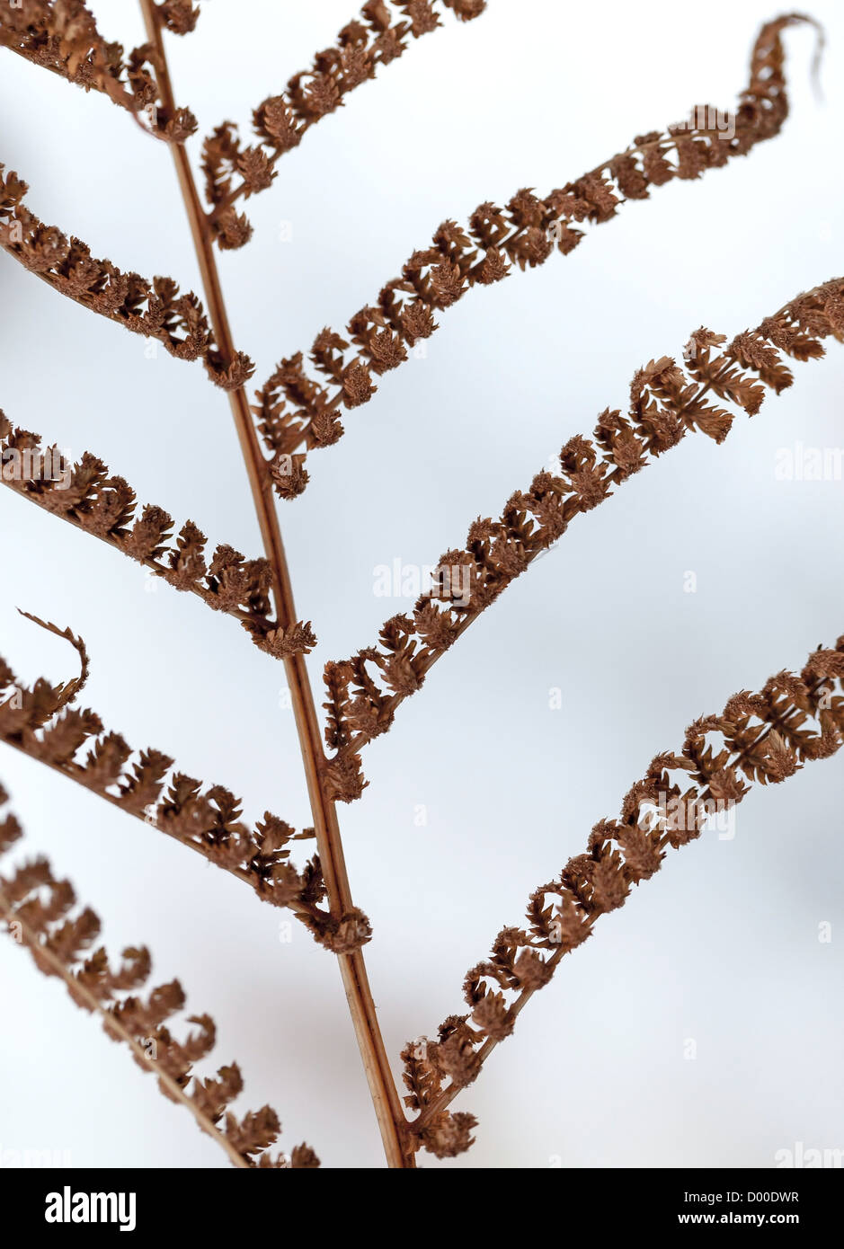 Fern snow winter hi-res stock photography and images - Alamy