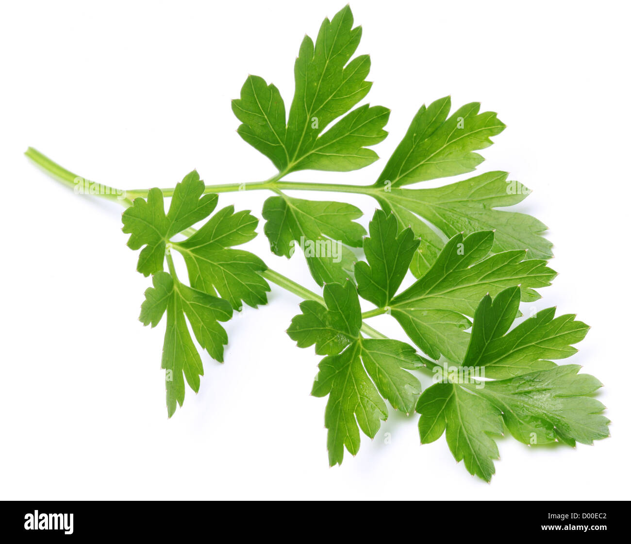 Parsley on a white background. Stock Photo
