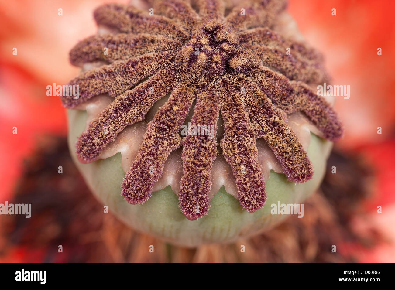 close up flowering parts of an oriental poppy Papaver orientale seed head ribbed Stock Photo Alamy