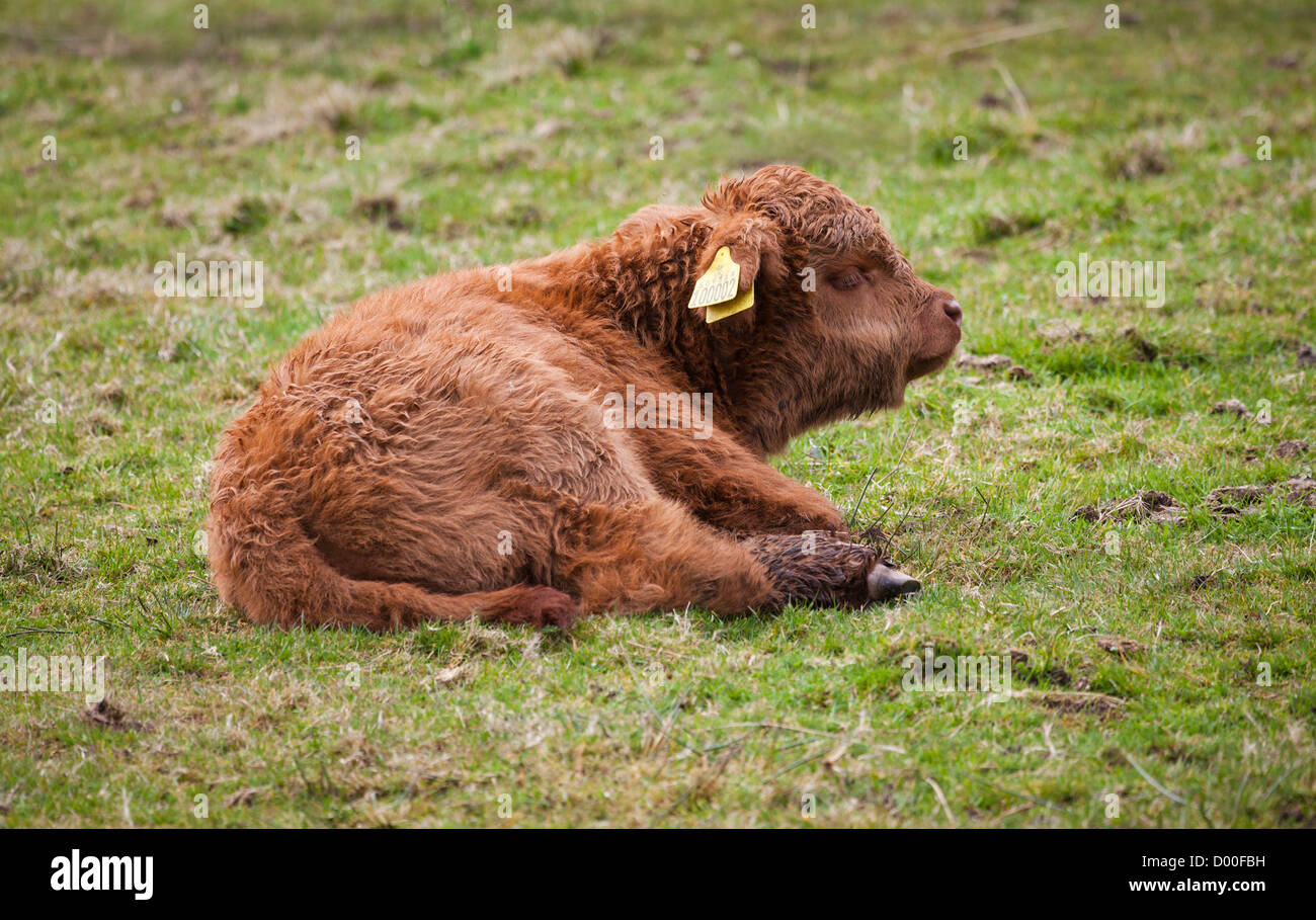 Highland cows lying down hires stock photography and images Alamy
