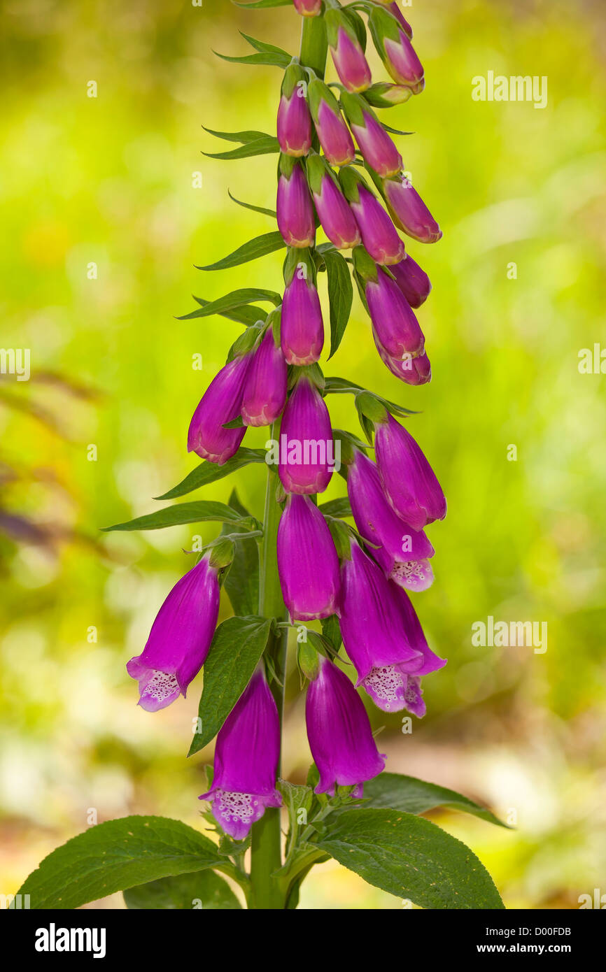 Waterside vegetation hi-res stock photography and images - Alamy