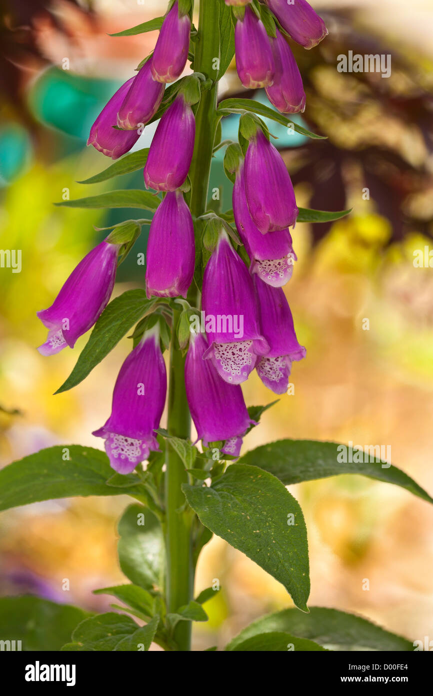 Waterside vegetation hi-res stock photography and images - Alamy
