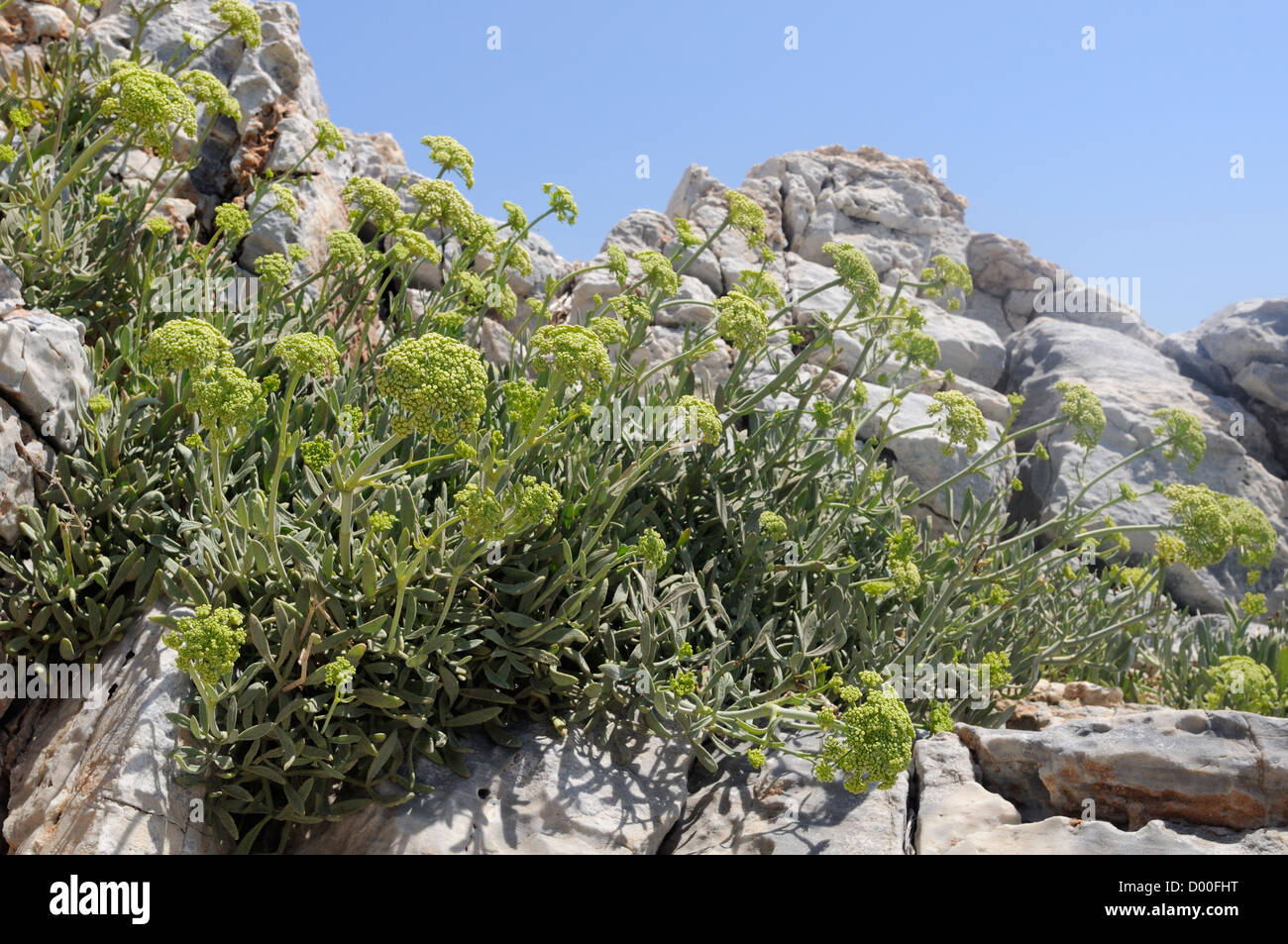 Rock samphire / Sea fennel (Crithmum maritimum) flowering on coastal limestone rocks, Psili Ammos, Samos, Greece, August. Stock Photo