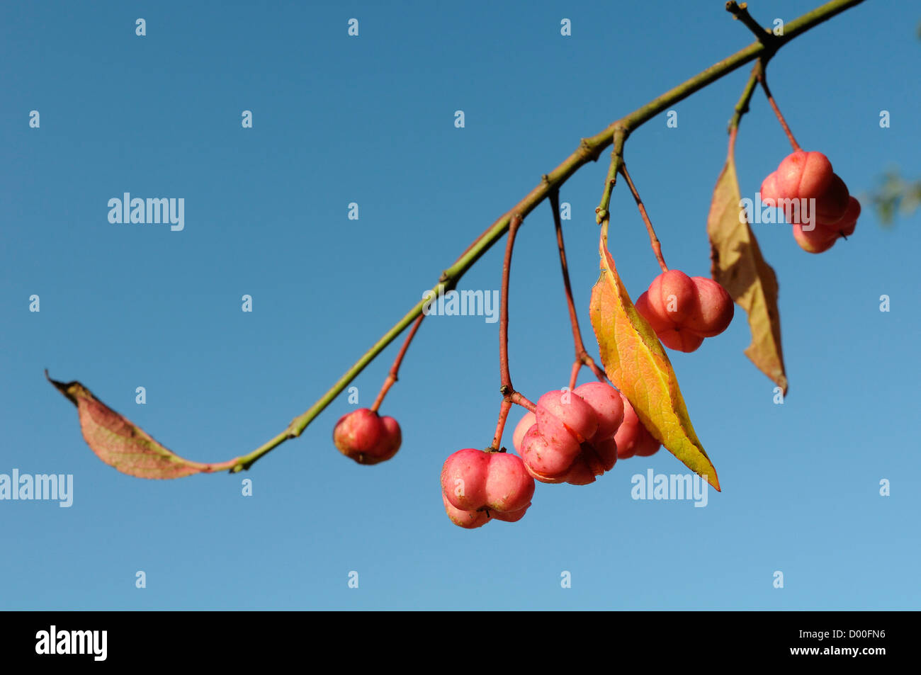 Spindle tree berries (Euonymus europaeus) with orange seeds visible within splitting capsular fruits, Wiltshire, UK, September. Stock Photo