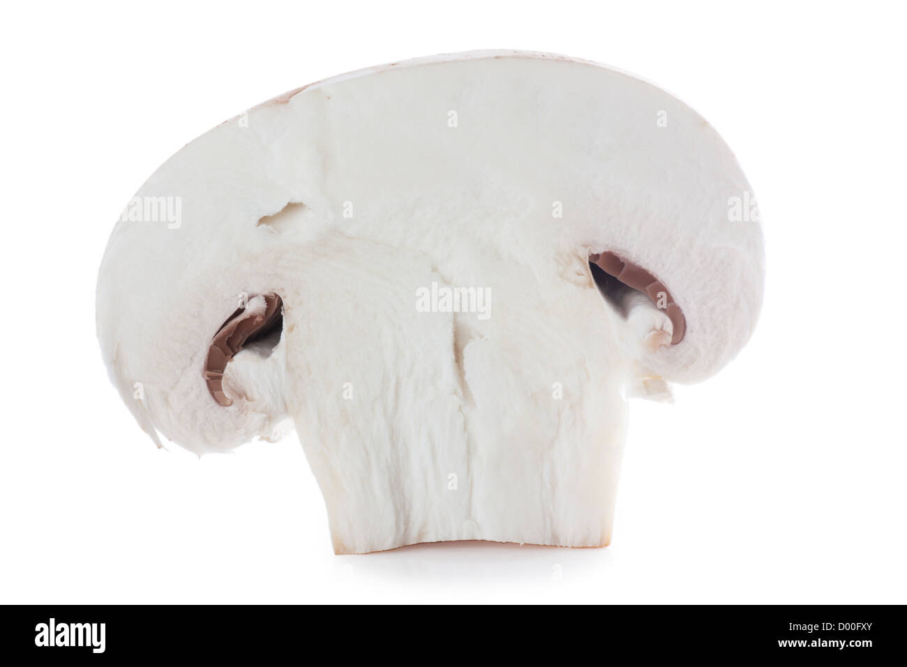 A section of mushroom isolated over white Stock Photo