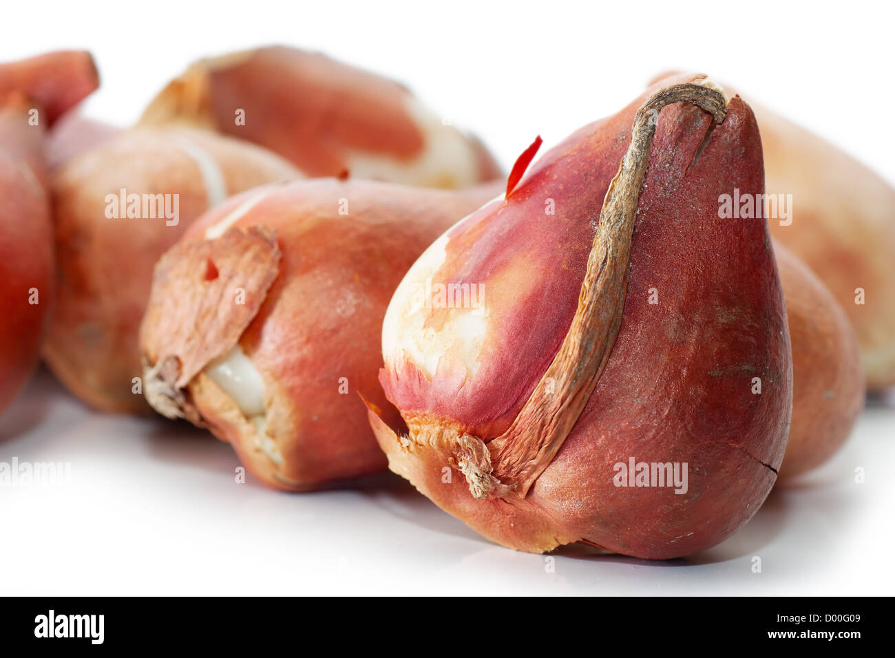 A group of tulip bulbs isolated over white Stock Photo