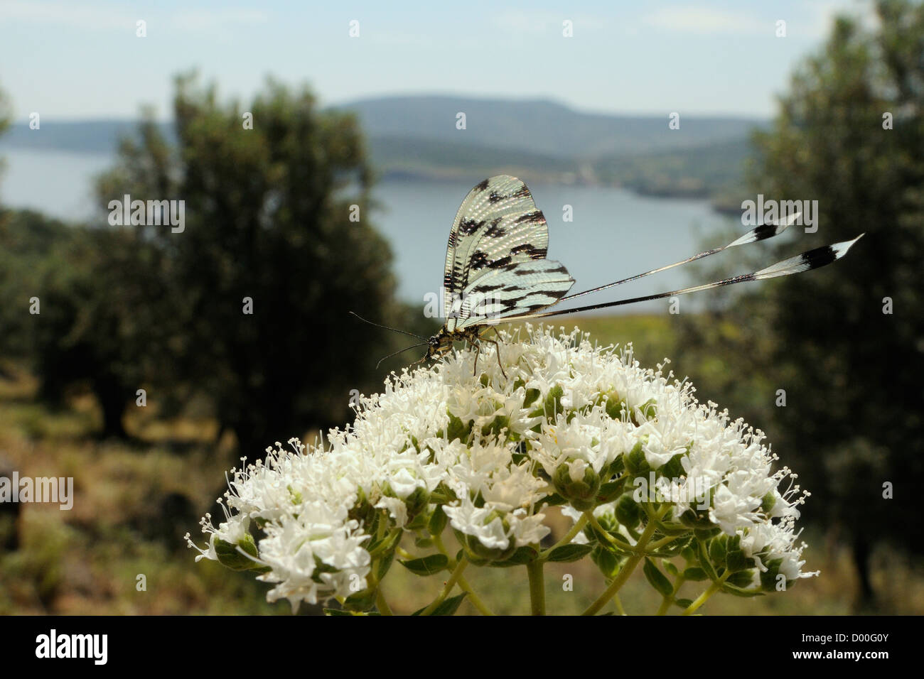 Thread-winged lacewing / Spoonwing lacewing (Nemoptera sinuata) on Cretan oregano (Origanum onites) flowers, Lesbos, Greece. Stock Photo