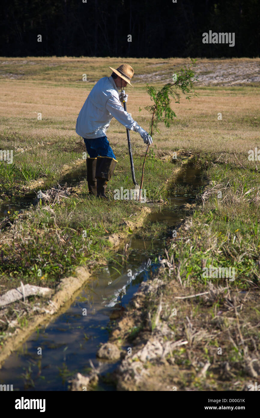 Volunteers Plant Cypress Trees in Louisiana Wetlands Stock Photo Alamy