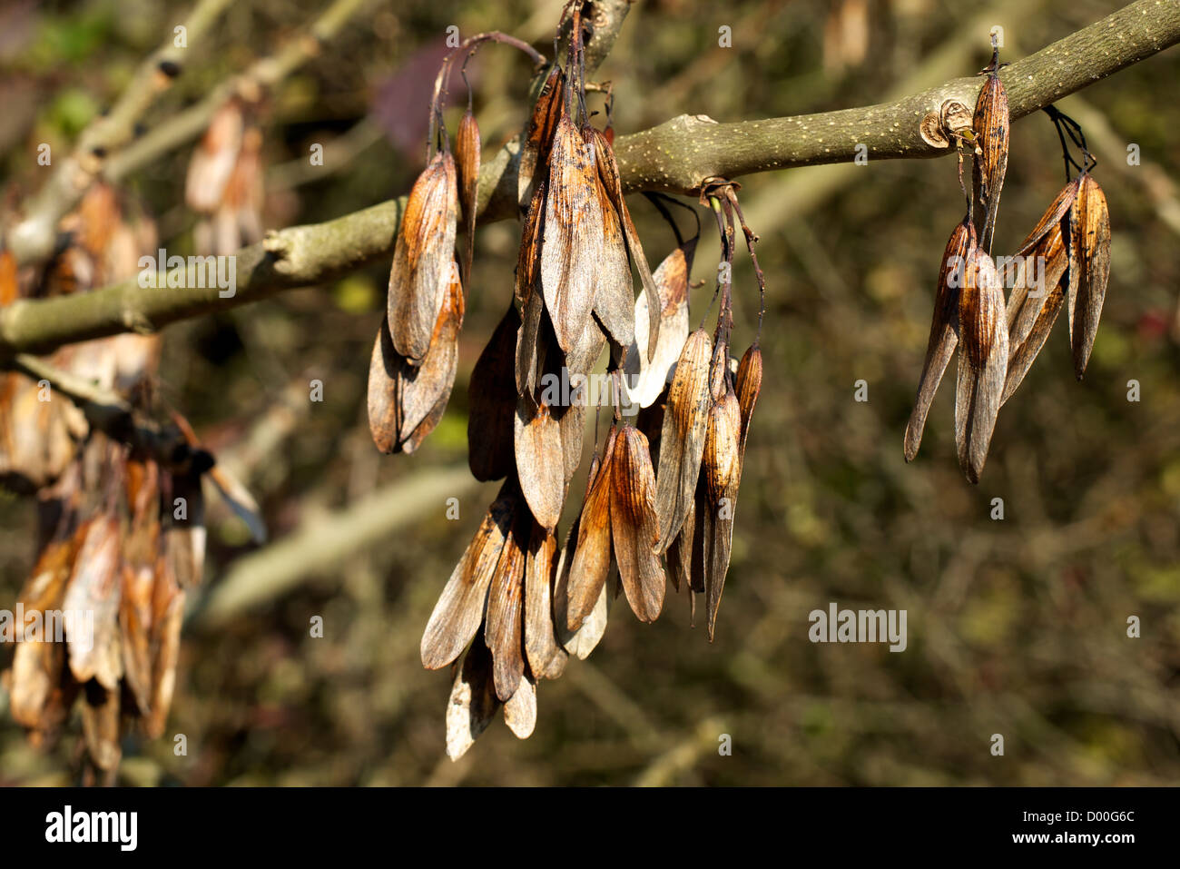 Fraxinus Excelsius broadleaf deciduous Ash Tree Seeds in the low November sun Stock Photo