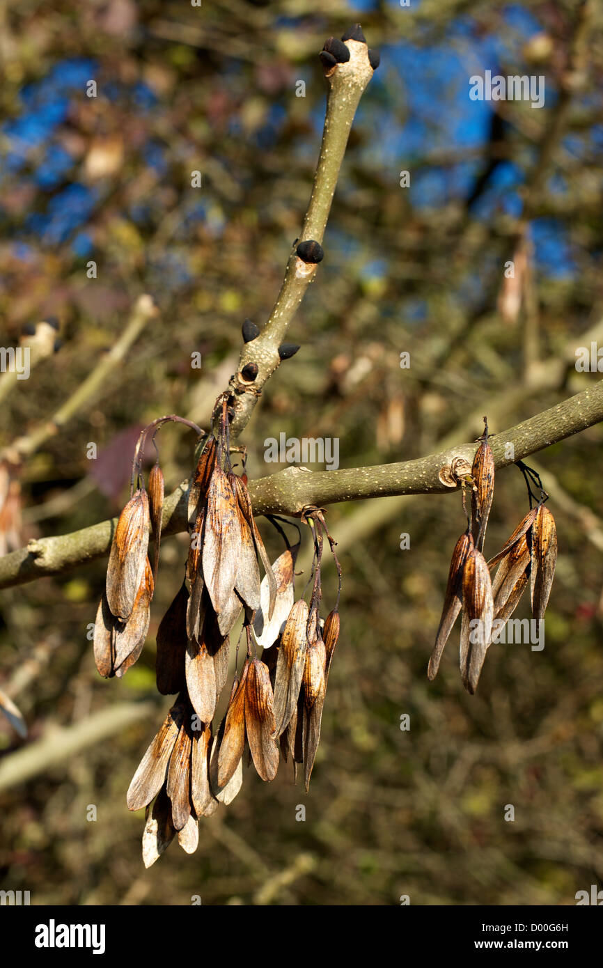 Fraxinus Excelsius broadleaf deciduous Ash Tree Seeds in the low November sun Stock Photo