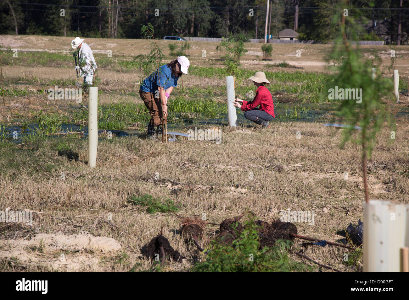 Volunteers Plant Cypress Trees in Louisiana Wetlands Stock Photo