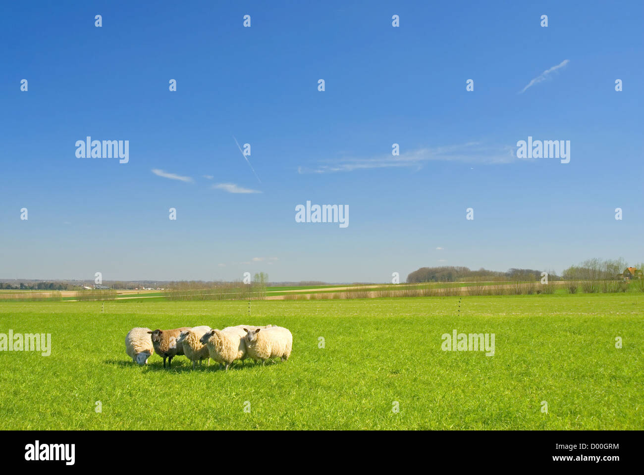 sheep on grass with blue sky, looking at the camera Stock Photo - Alamy