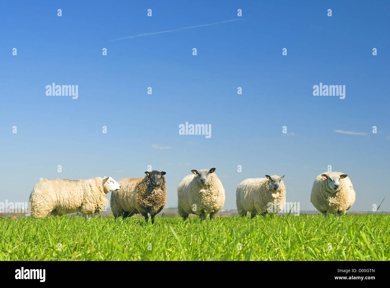 sheep on grass with blue sky, looking at the camera Stock Photo - Alamy