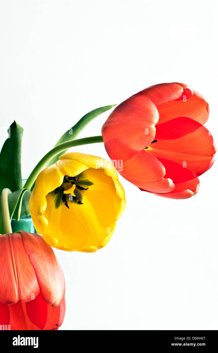 Tulips Isolated on white background Stock Photo - Alamy