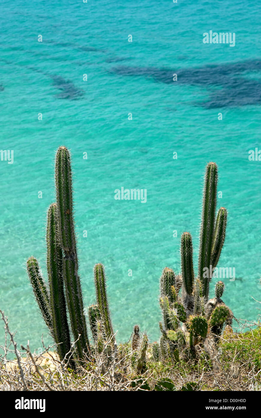 cacti against a blue ocean background Stock Photo
