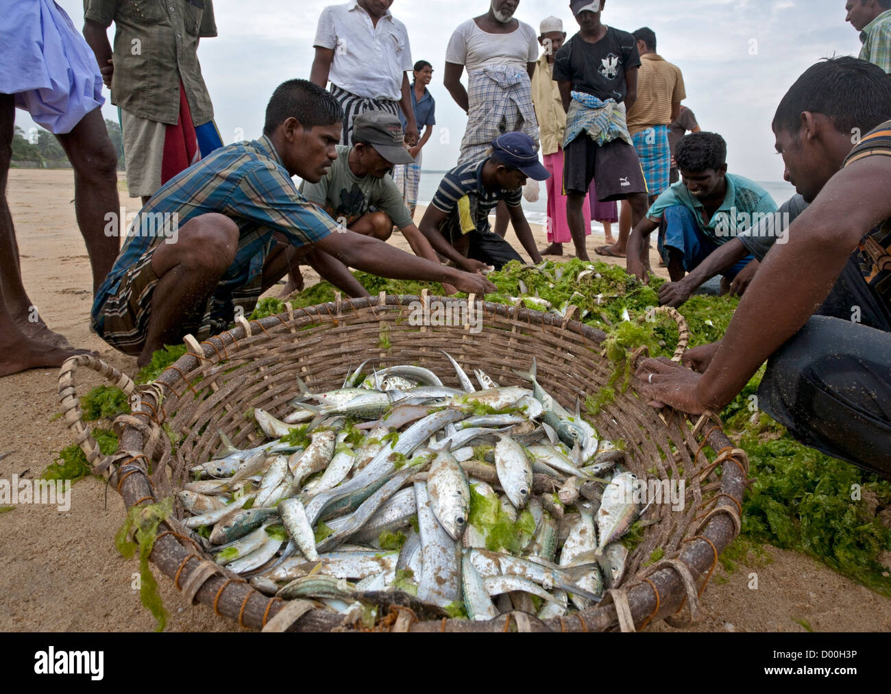 Fishermen with the catch of the day. Arugam Bay. Sri Lanka Stock Photo