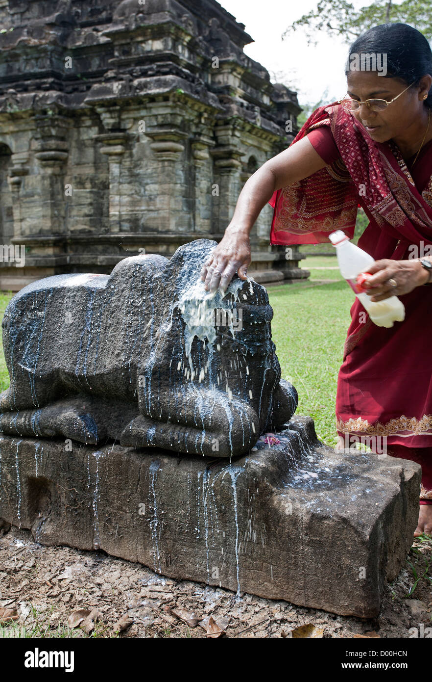 Hindu woman offering milk to a Nandi Bull (the vehicle of God Shiva). Polonnaruwa ancient city. Sri Lanka Stock Photo