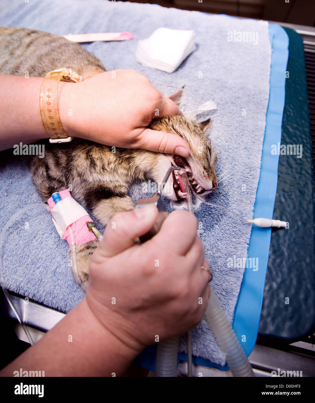 Cat's mouth being irrigated after veterinary dentistry procedure Stock