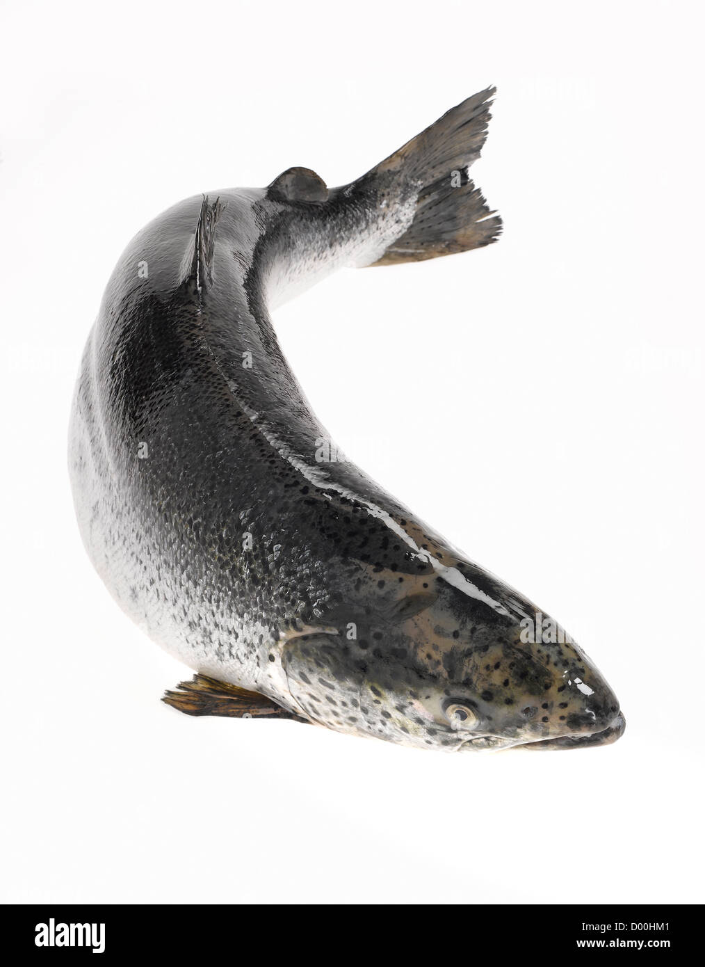 whole salmon fish Stock Photo
