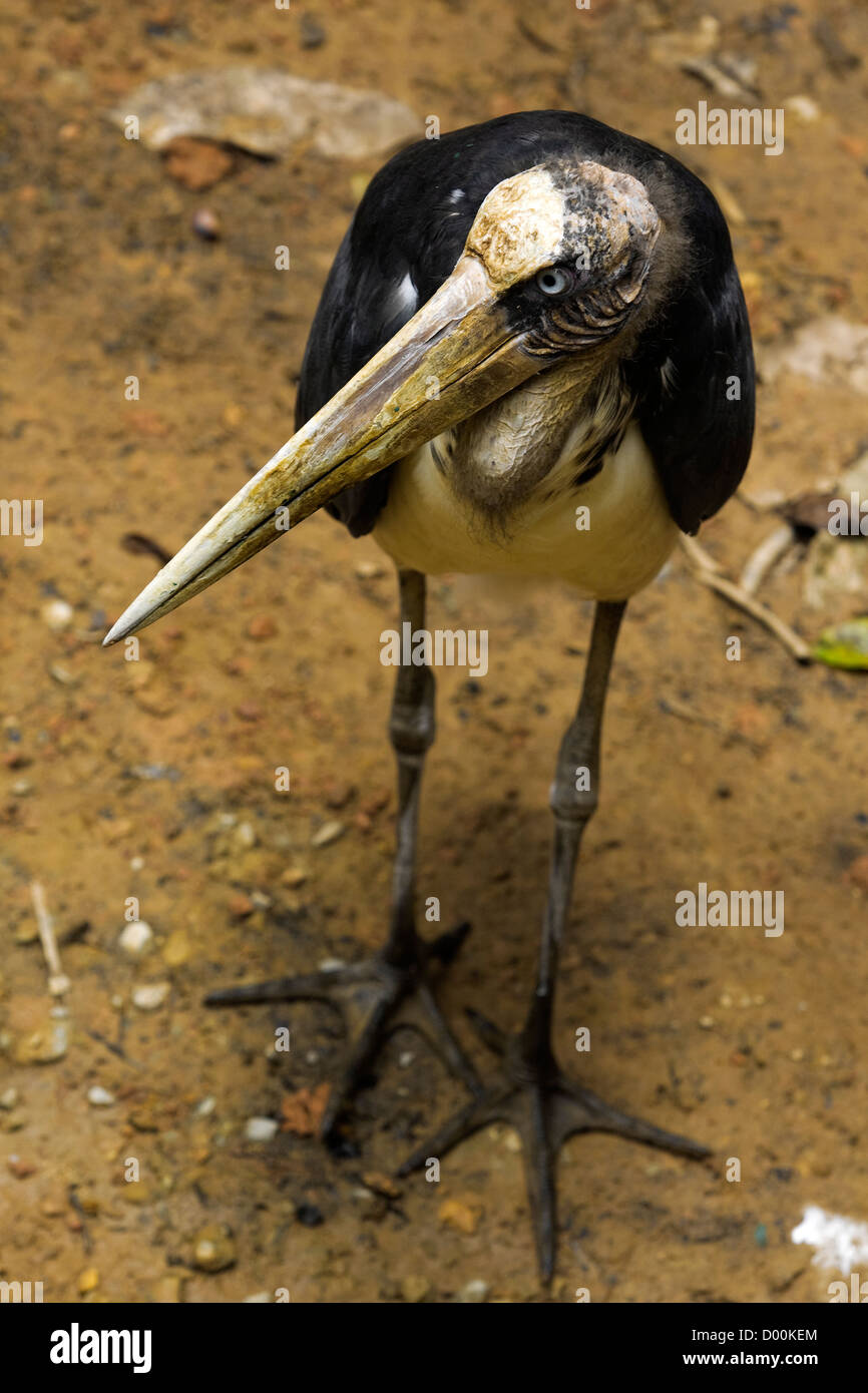 African Marabou Stork Stock Photo - Alamy