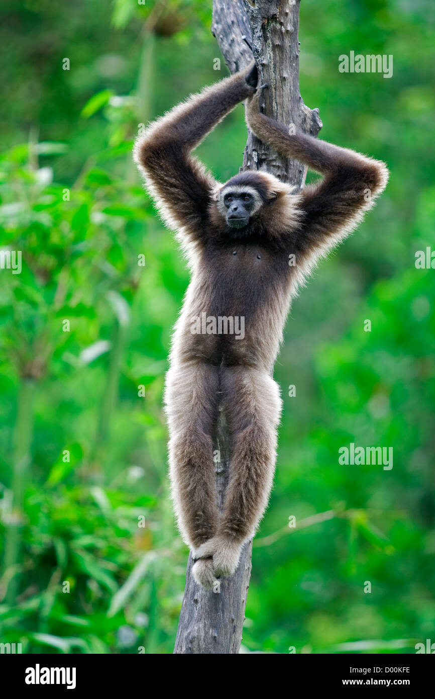 Gibbon jumping hires stock photography and images Alamy