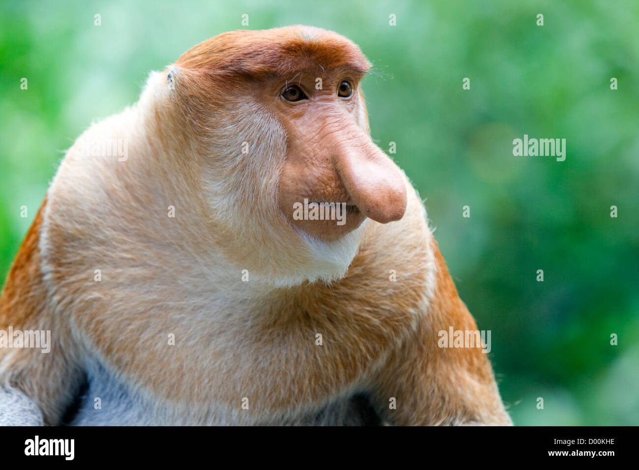 Proboscis monkey Stock Photo