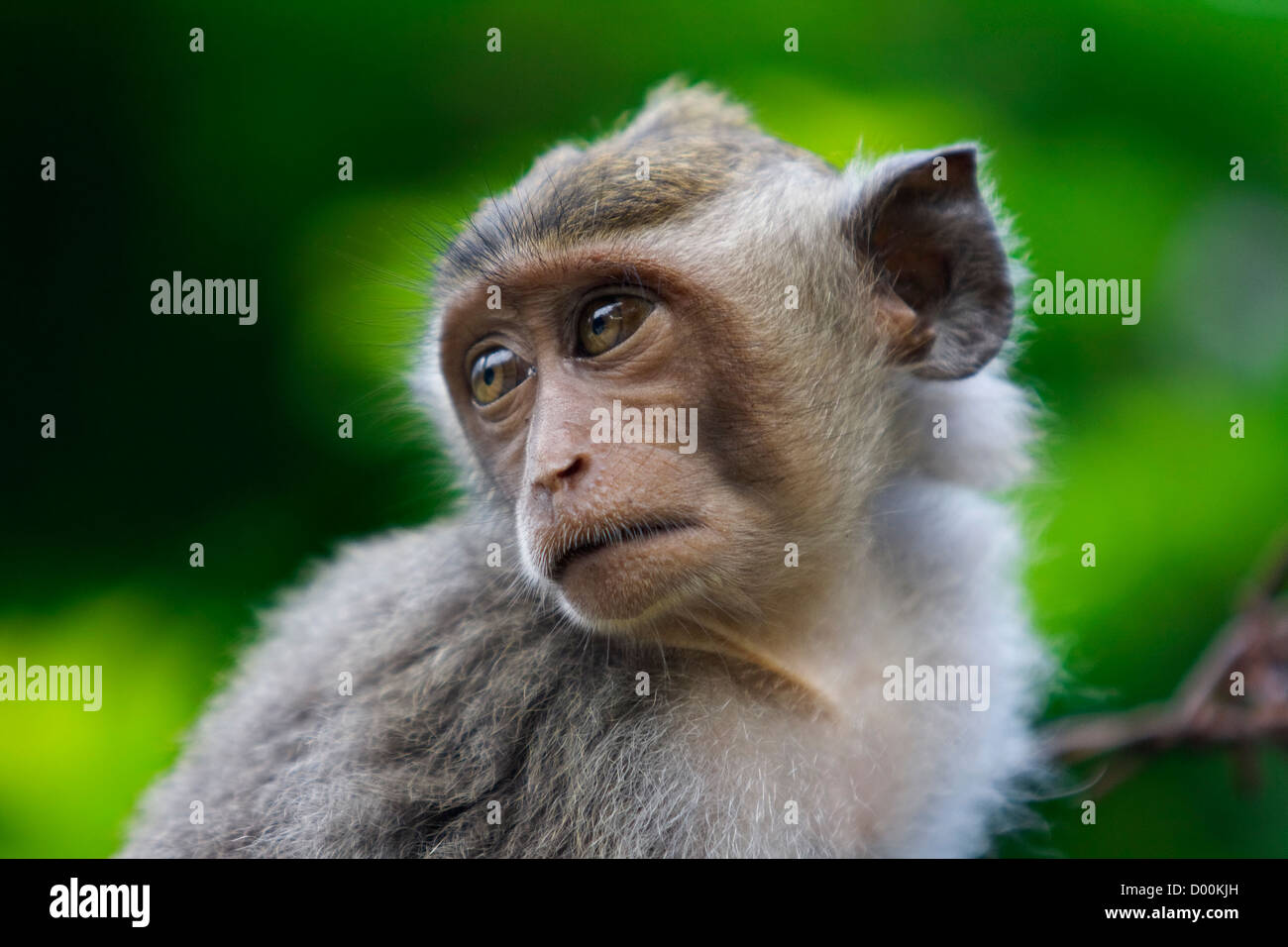 A macaque monkey in Bali, Indonesia Stock Photo - Alamy