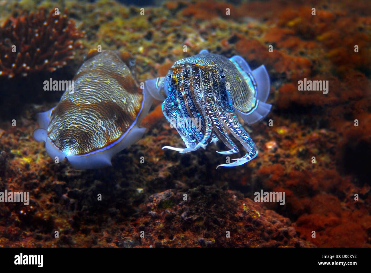 Cuttlefish Stock Photo