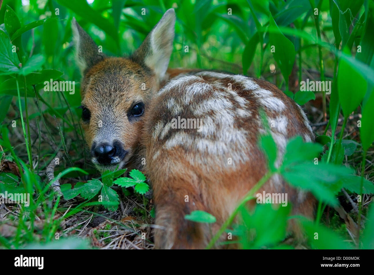 Roe Deer fawn Stock Photo