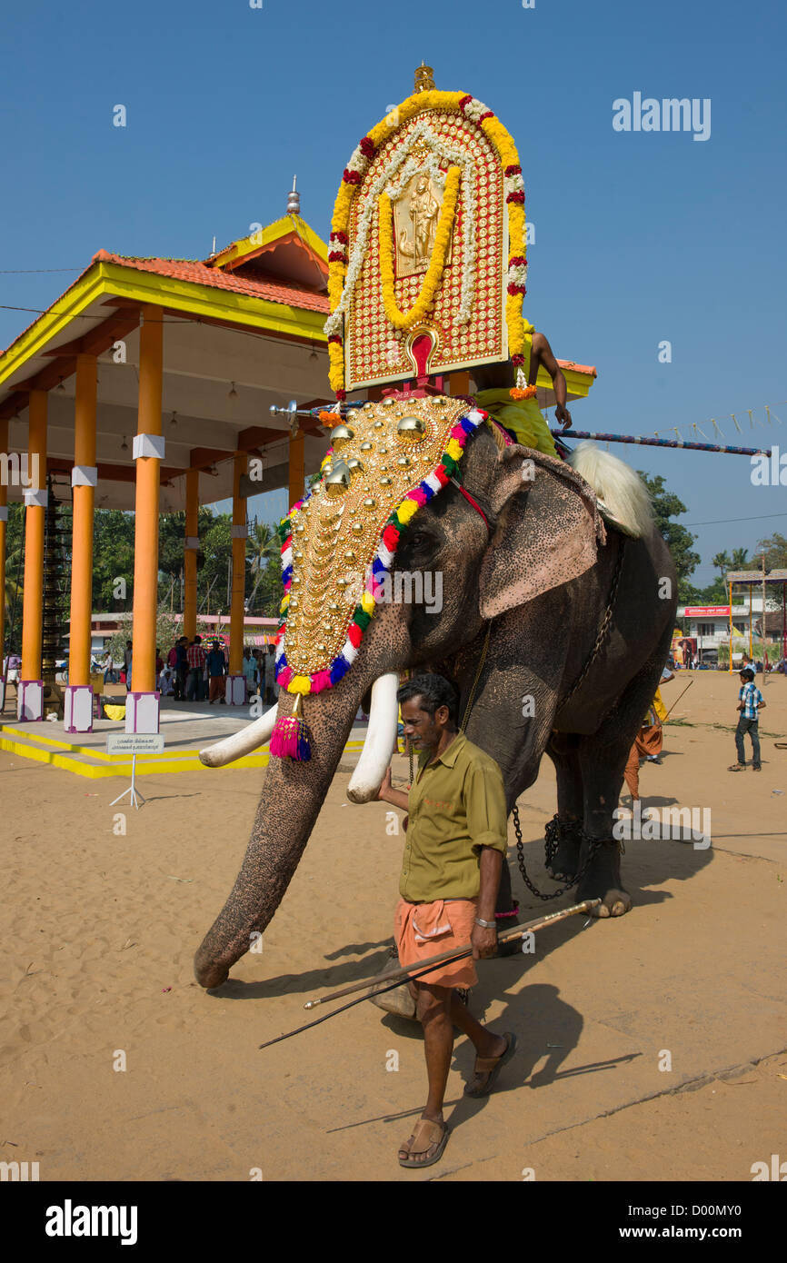 Caparisoned elephant wearing a golden Nettipattam being led into place for the Goureeswara Temple Festival, Cherai, near Kochi (Cochin), Kerala, India Stock Photo