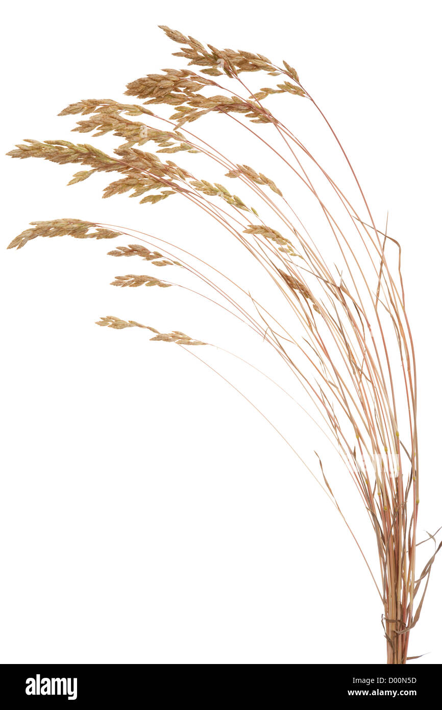 dry Brome grass( Bromus secalinus)on white background Stock Photo