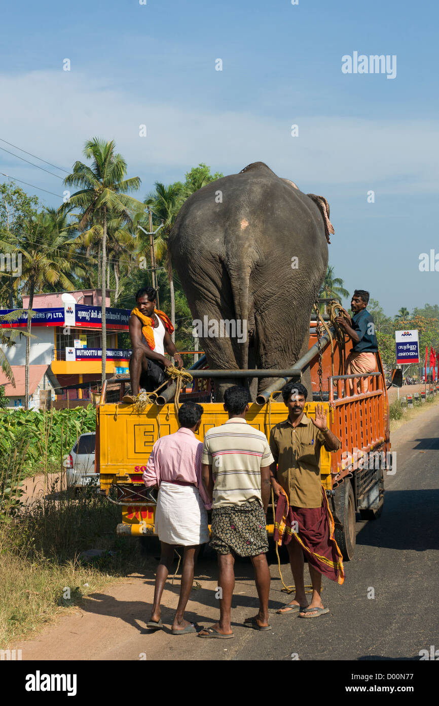 Elephant being transported on a truck near Alappuzha (Alleppey), Kerala, India Stock Photo