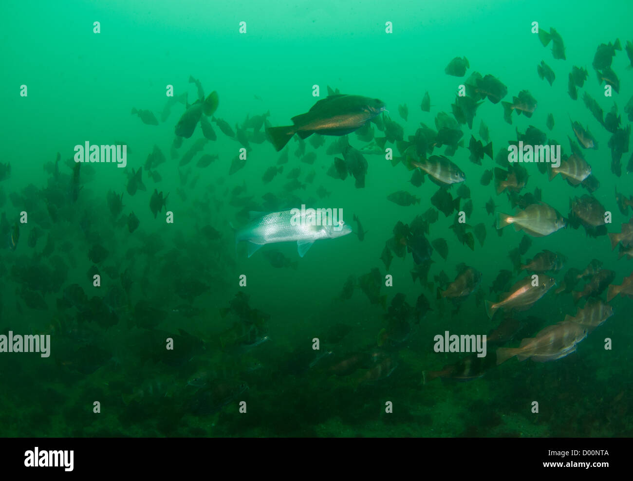 Sea bass swims through shoal of Bib fish Stock Photo