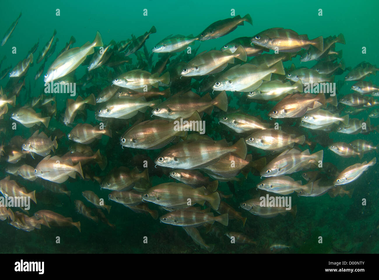 Schooling fish, Stock Photo