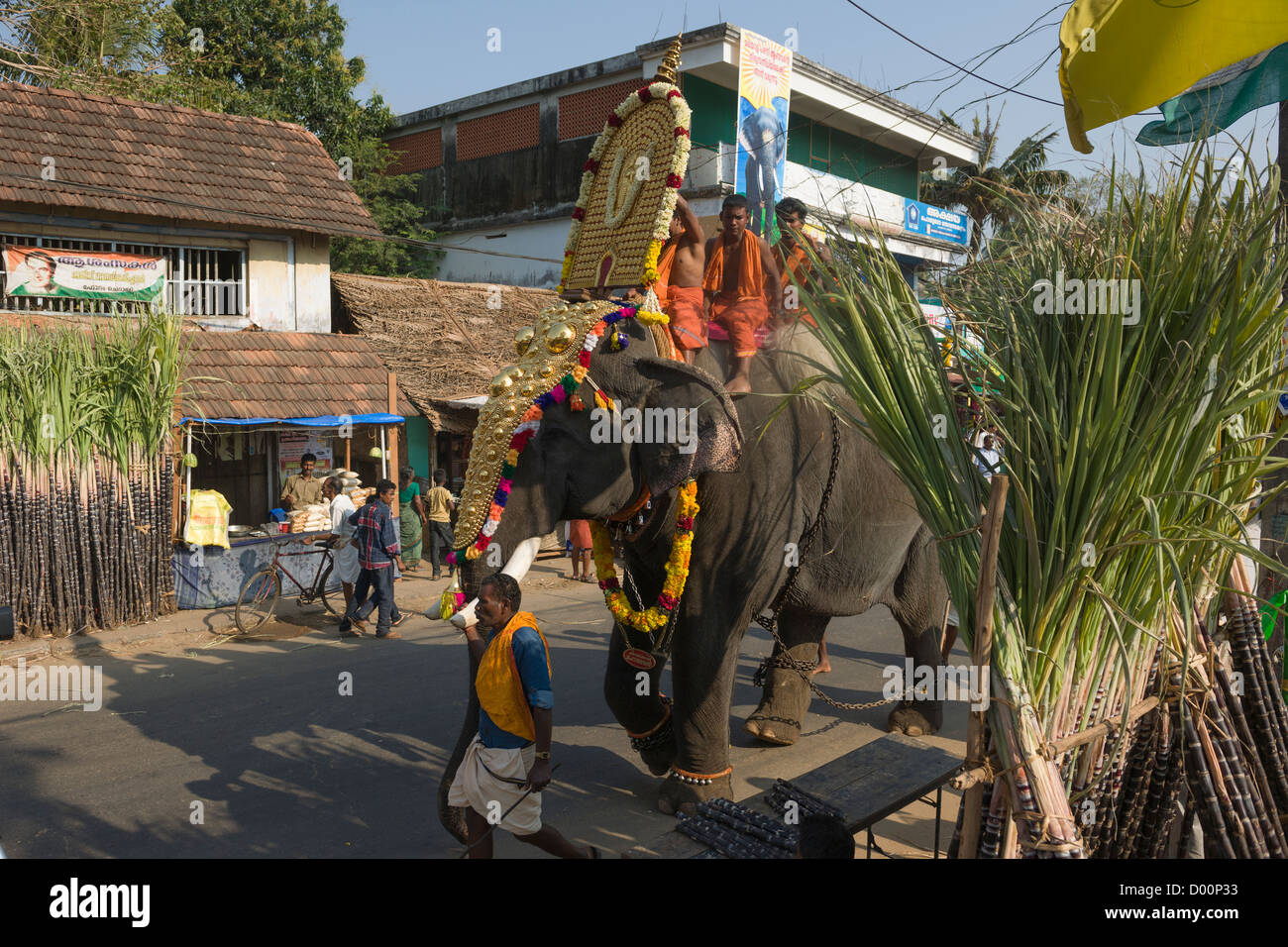 Priest riding a caparisoned elephant wearing a golden Nettipattam past sugar cane at the Goureeswara Temple Festival, Cherai, near Kochi (Cochin), Kerala, India Stock Photo